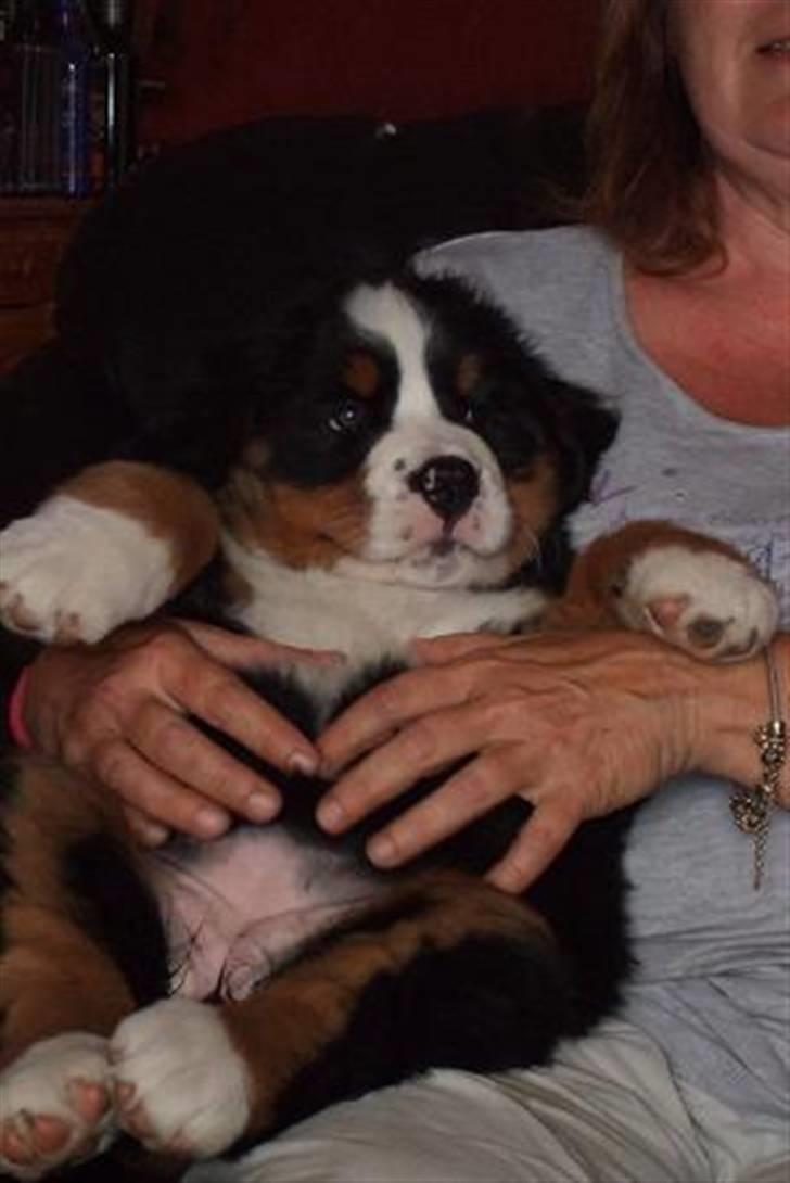 Berner sennenhund Lenesberner Twix billede 2