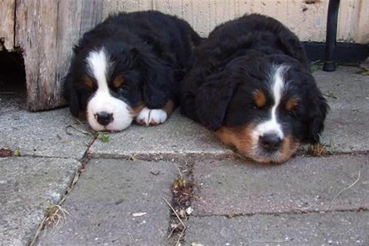 Berner sennenhund Lenesberner Twix - Her er hun sammen med Holly billede 3