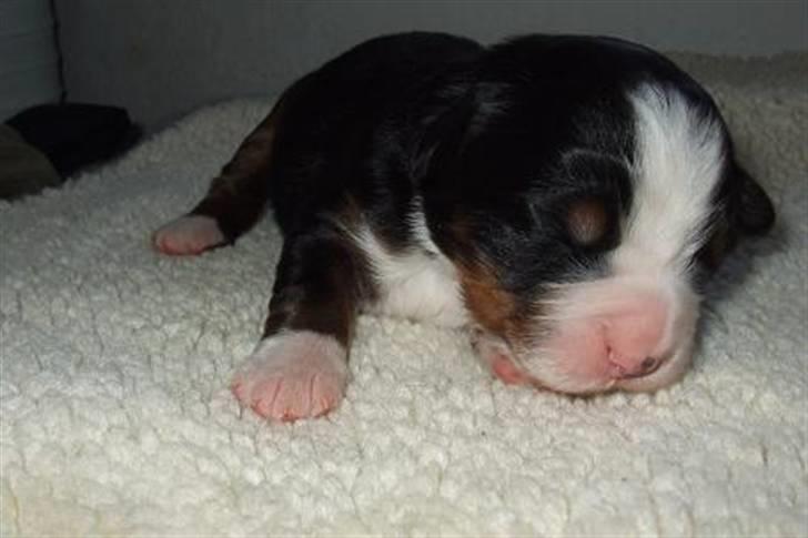 Berner sennenhund Lenesberner Twix - Twix 1 uge billede 4