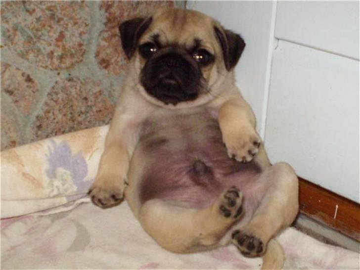 Mops Gustav - Gustav 7 uger gammel billede 1