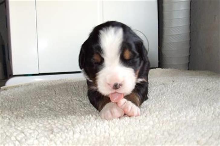 Berner sennenhund Lenesberner Twix - Twix 2. uger billede 5