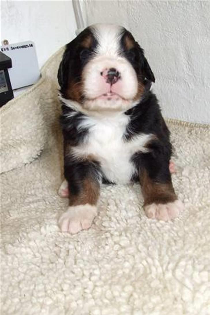 Berner sennenhund Lenesberner Twix - Twix 3. uger billede 6