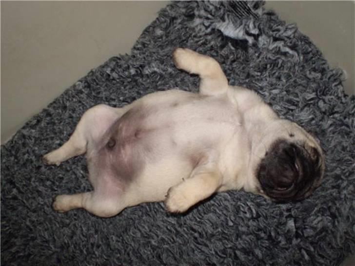 Mops Gustav - Gustav 7 uger gammel billede 2