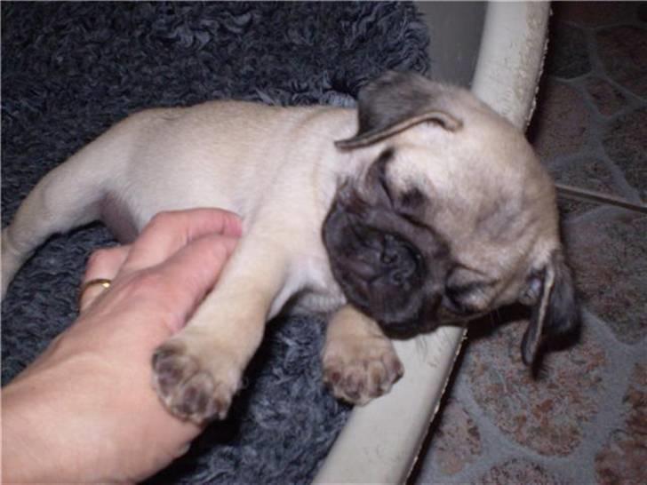 Mops Gustav - Gustav 7 uger gammel billede 3