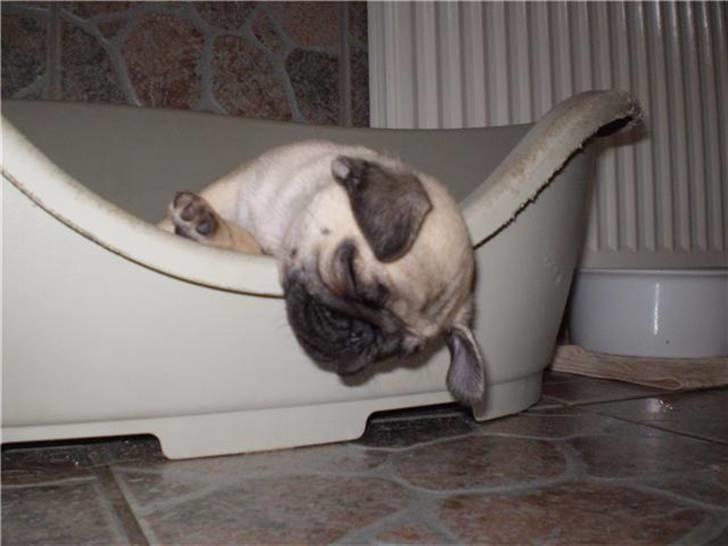 Mops Gustav - Gustav 7 uger gammel billede 4