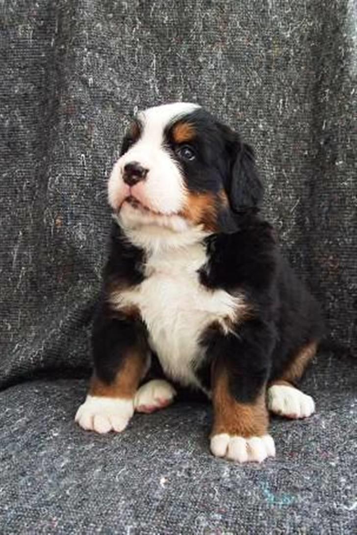 Berner sennenhund Lenesberner Twix - Twix 4. uger billede 7