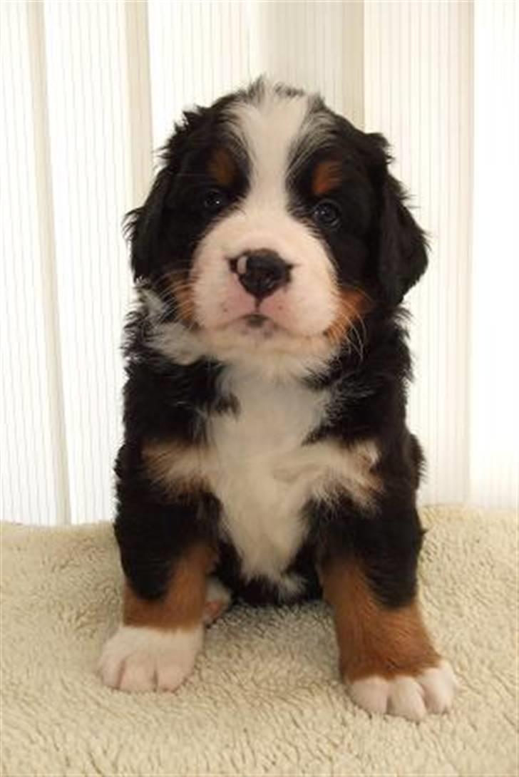 Berner sennenhund Lenesberner Twix - Twix 5. uger billede 8