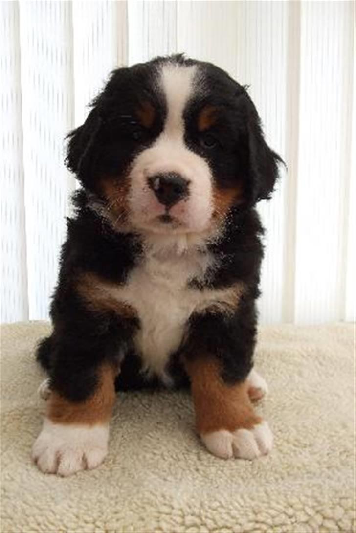 Berner sennenhund Lenesberner Twix - Twix 6. uger billede 9