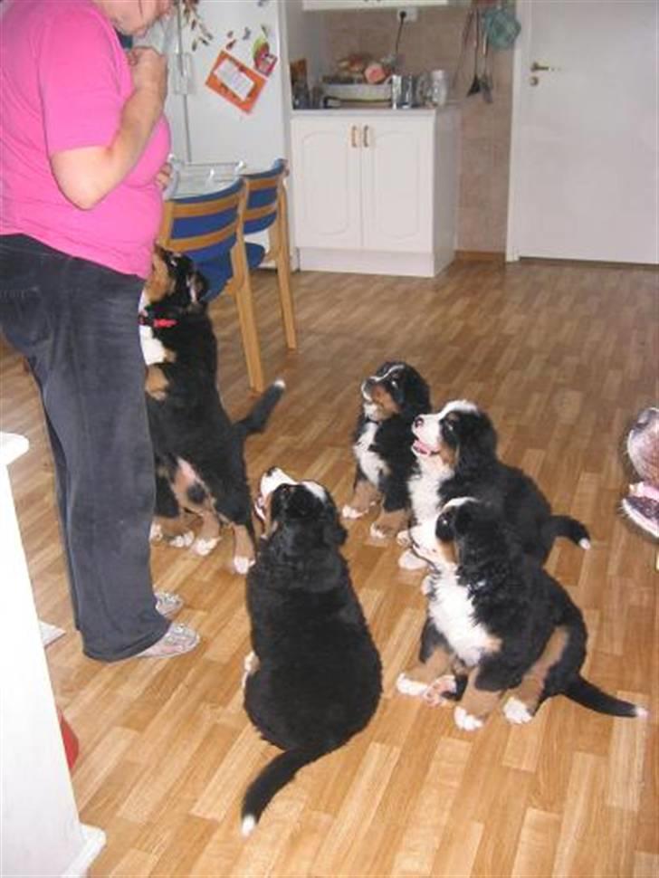 Berner sennenhund Lenesberner Twix - Er vi ikke dygtige billede 10