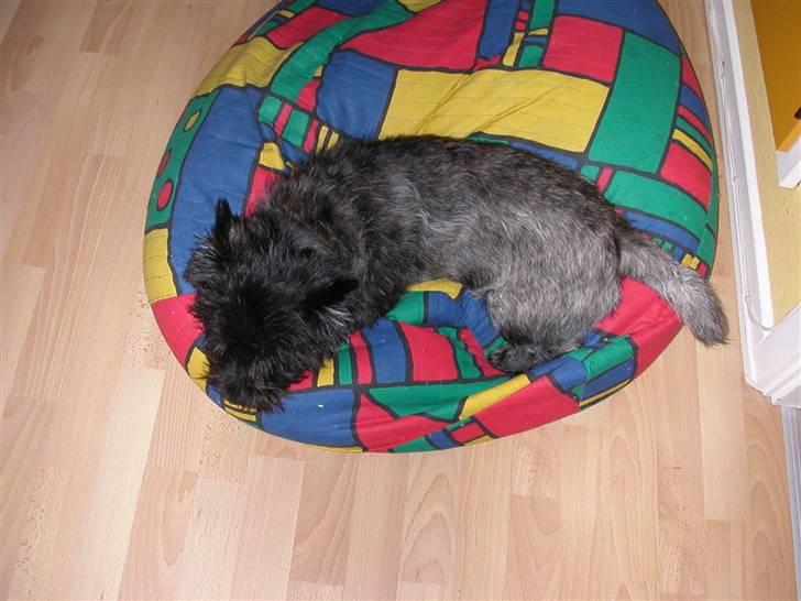 Cairn terrier Emil (Mikki) billede 3