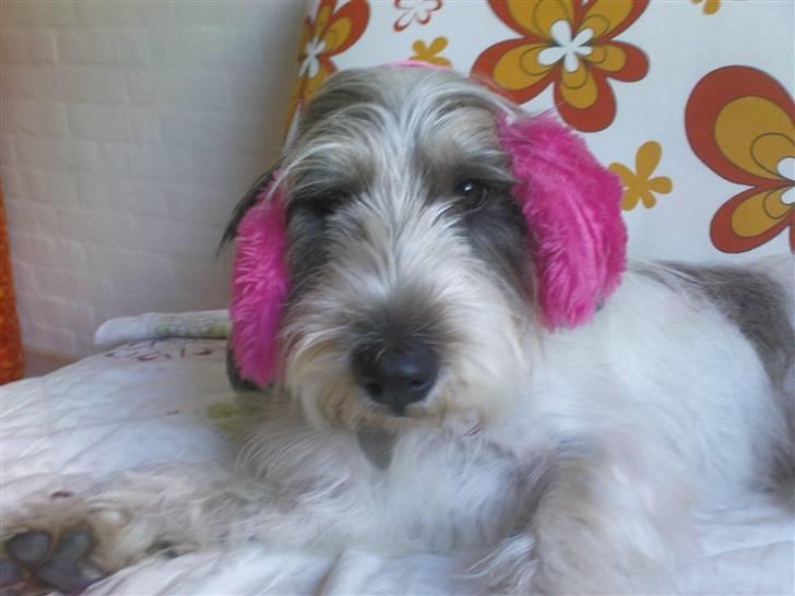 Petit basset griffon wendéen Petit Heroes Bitter Sweet - Yo ! billede 14