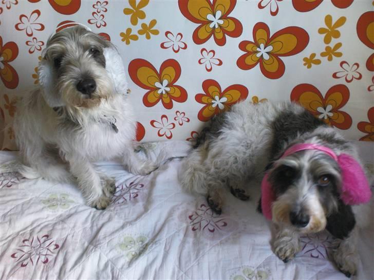 Petit basset griffon wendéen Petit Heroes Bitter Sweet - Delle & mulle <´3 billede 15