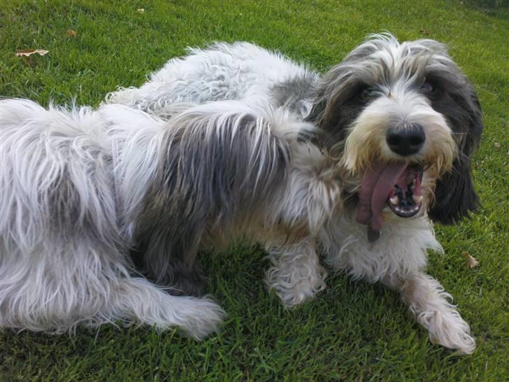 Petit basset griffon wendéen Petit Heroes Bitter Sweet - Della & Mule <´3 billede 16