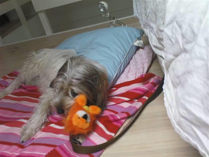 Petit basset griffon wendéen Petit Heroes Bitter Sweet - Legesyge hund (: billede 17