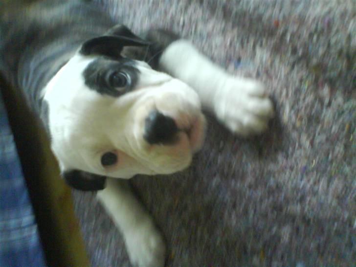 Olde english bulldogge Ørsteds Asta*Himmelhund* - Asta som 8 ugers billede 1