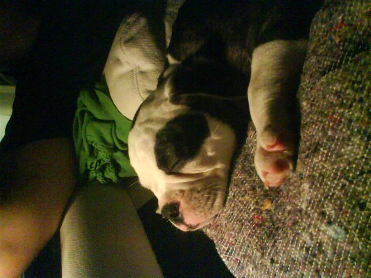 Olde english bulldogge Ørsteds Asta*Himmelhund* billede 2