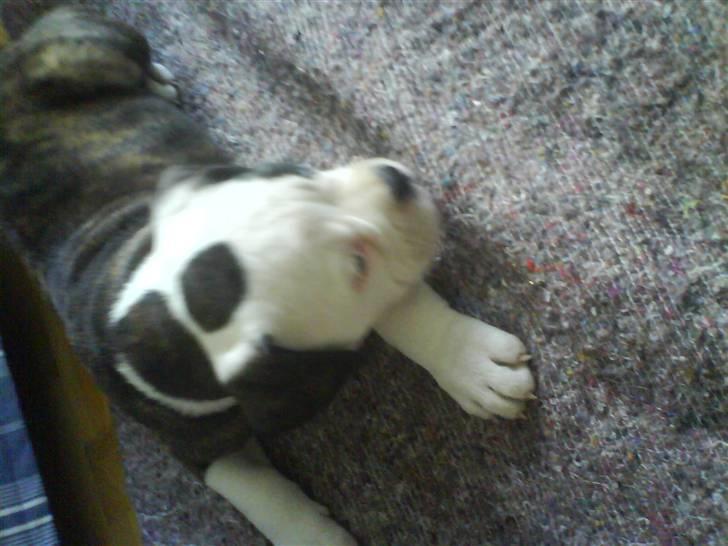 Olde english bulldogge Ørsteds Asta*Himmelhund* - Tænk at man har været så lille og nuttet.  billede 3