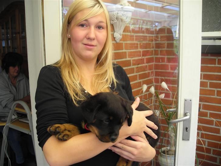 Rottweiler Guffi R.I.P 24-6-2010 billede 7