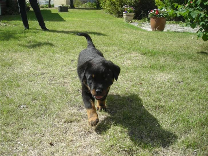 Rottweiler Guffi R.I.P 24-6-2010 billede 8