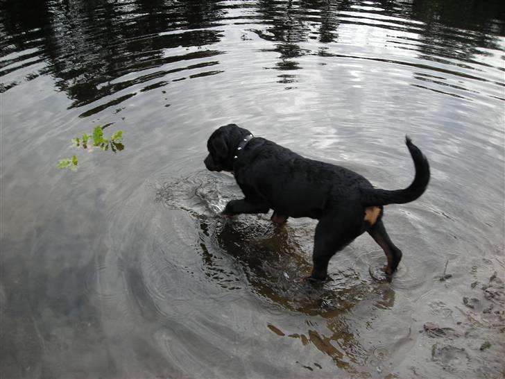 Rottweiler Guffi R.I.P 24-6-2010 billede 9