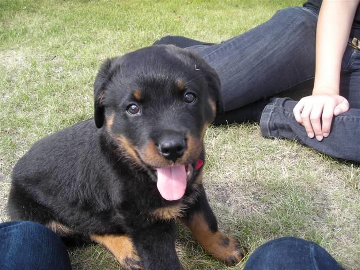 Rottweiler Guffi R.I.P 24-6-2010 billede 10