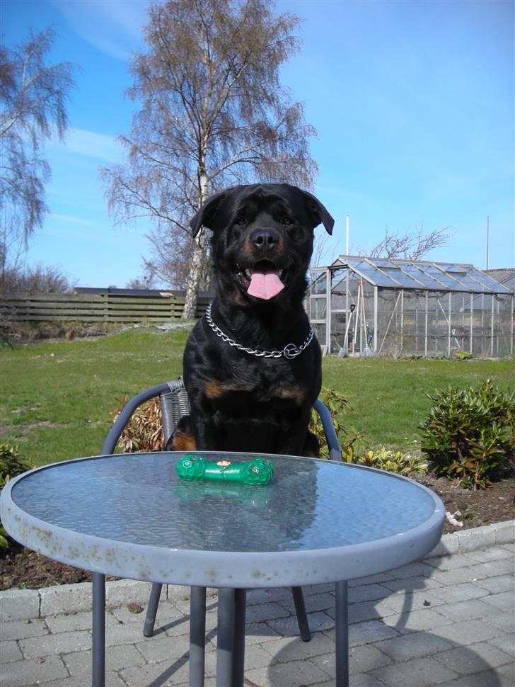 Rottweiler Guffi R.I.P 24-6-2010 billede 11