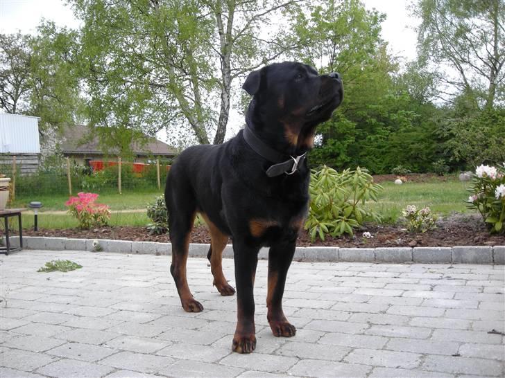 Rottweiler Guffi R.I.P 24-6-2010 billede 12