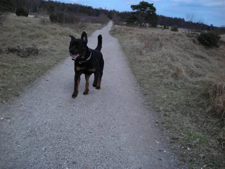 Rottweiler Guffi R.I.P 24-6-2010 billede 13