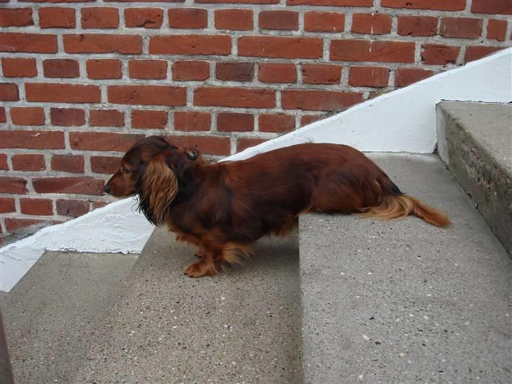 Gravhund Donna - Her sider jeg så billede 19