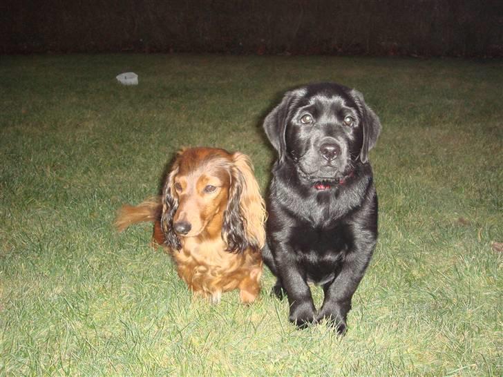 Gravhund Donna - Min dejlige ven fiona billede 20