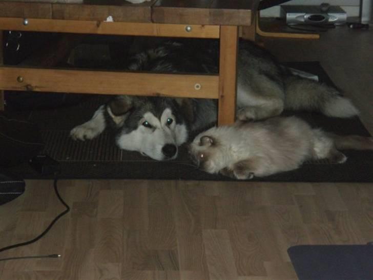 Alaskan malamute Rio billede 12