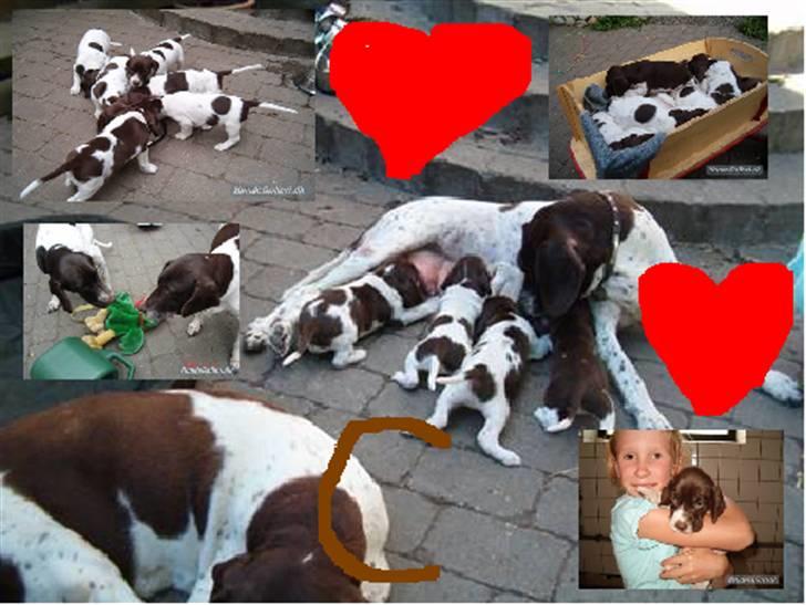 Gammel dansk hønsehund Celine billede 9