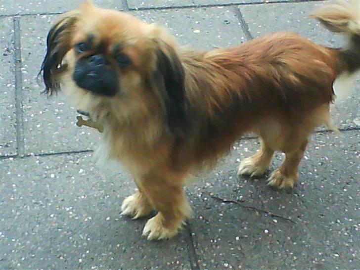 Blanding af racer Gizmo billede 1