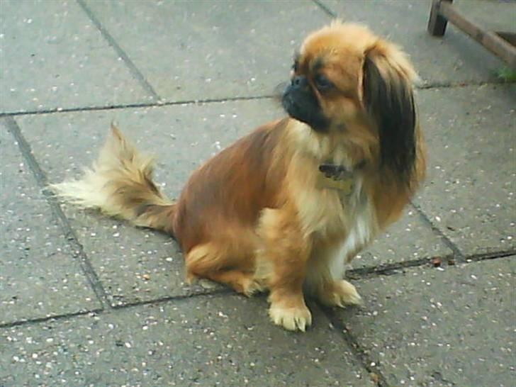 Blanding af racer Gizmo billede 2