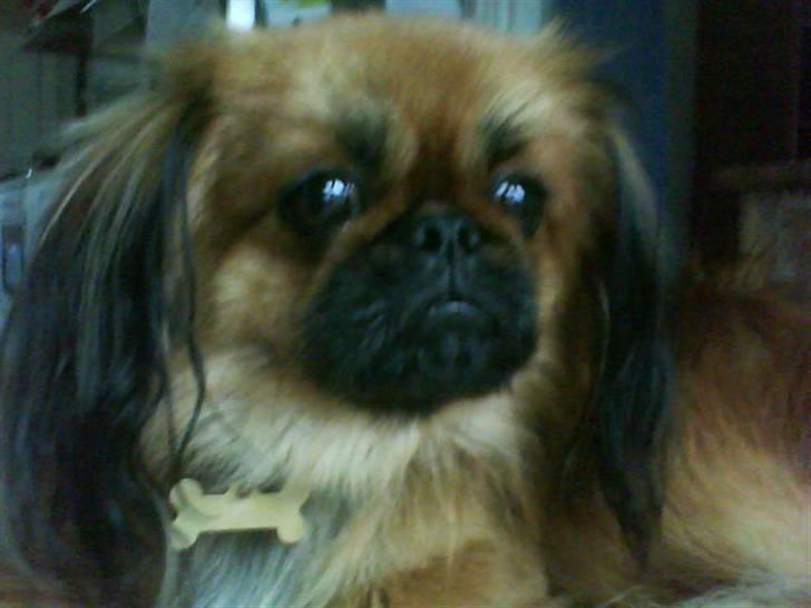 Blanding af racer Gizmo billede 3