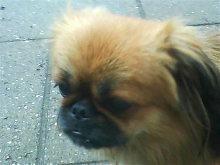 Blanding af racer Gizmo billede 4