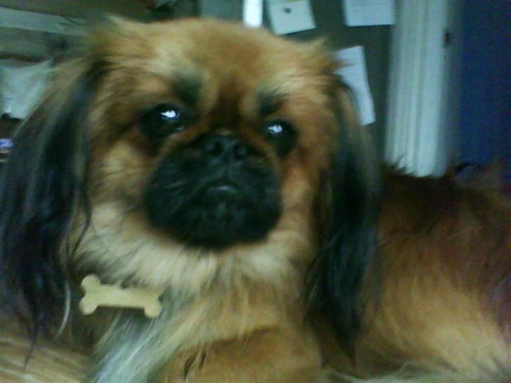 Blanding af racer Gizmo billede 5