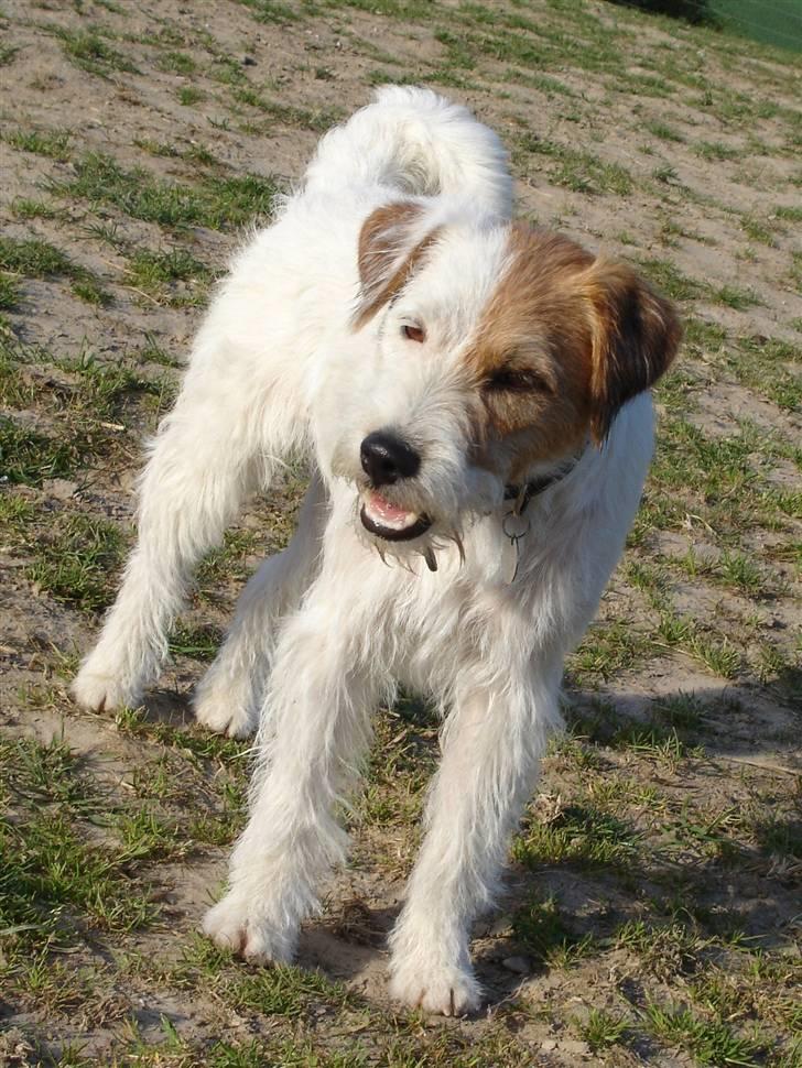 Jack russell terrier ! Kajsenborg's Orla Olsen billede 16