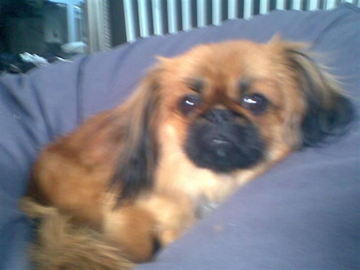 Blanding af racer Gizmo billede 6