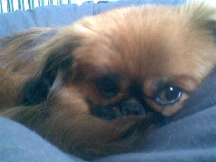 Blanding af racer Gizmo billede 7