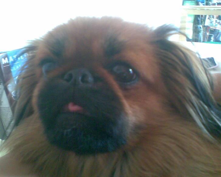 Blanding af racer Gizmo billede 8