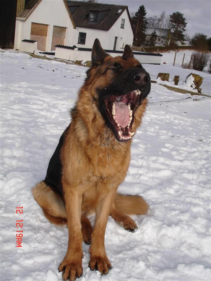 Schæferhund  ' Chijas Zacco (Willy) ' billede 18