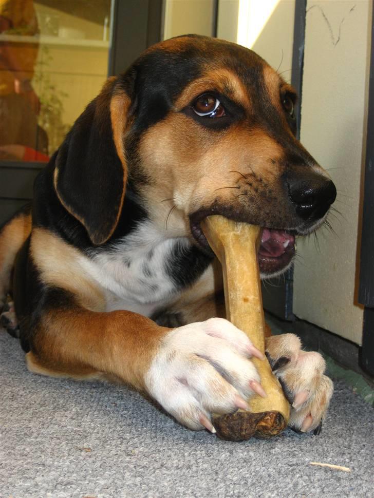 Blanding af racer Nuser - Nuser er helt væk i sit "kødben" billede 16