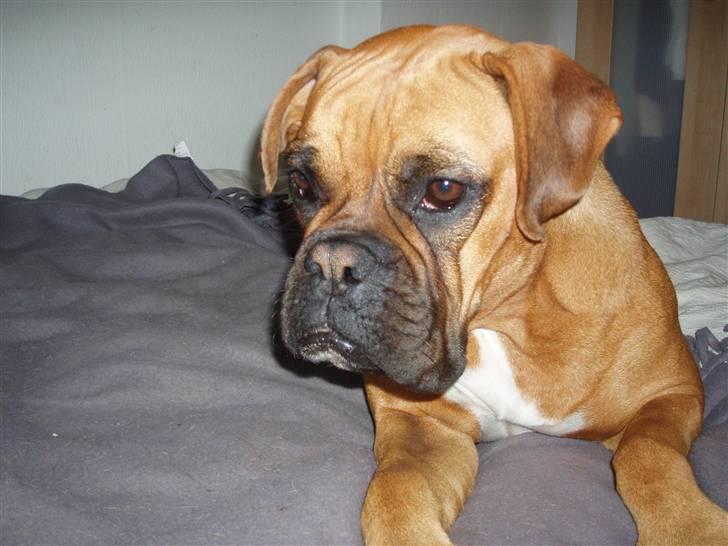 Boxer Rocki billede 17