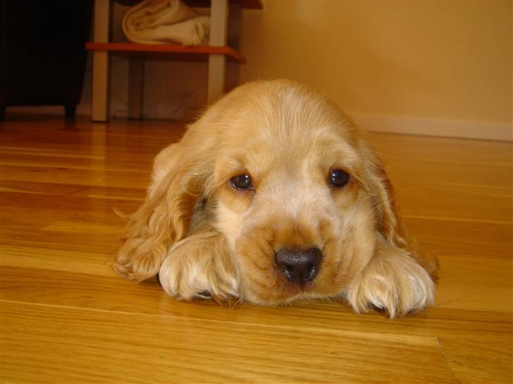 Cocker spaniel EMMA - EMMA 8 UGER billede 6