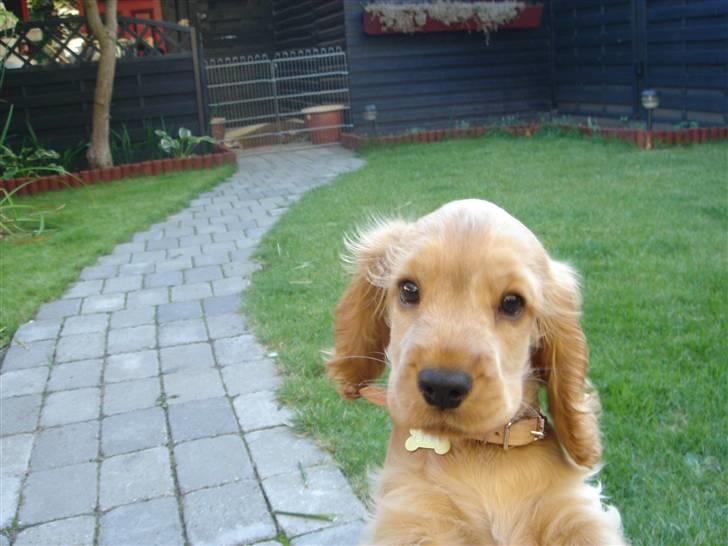 Cocker spaniel EMMA - EMMA 10 UGER billede 7