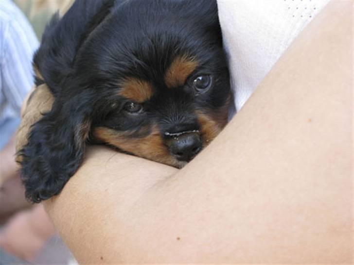 Cavalier king charles spaniel - Vildas Max - "Ja, jeg har en bussemand på næsen, og hvad så?" xD billede 2