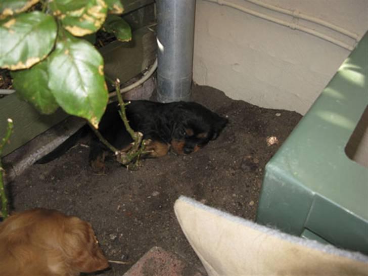 Cavalier king charles spaniel - Vildas Max - "Det er altså ikke mig der har gravet det store hul her ! overhovedet ikke !" :D  billede 3