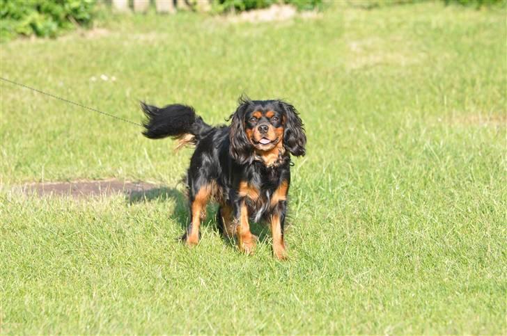 Cavalier king charles spaniel - Vildas Max billede 5