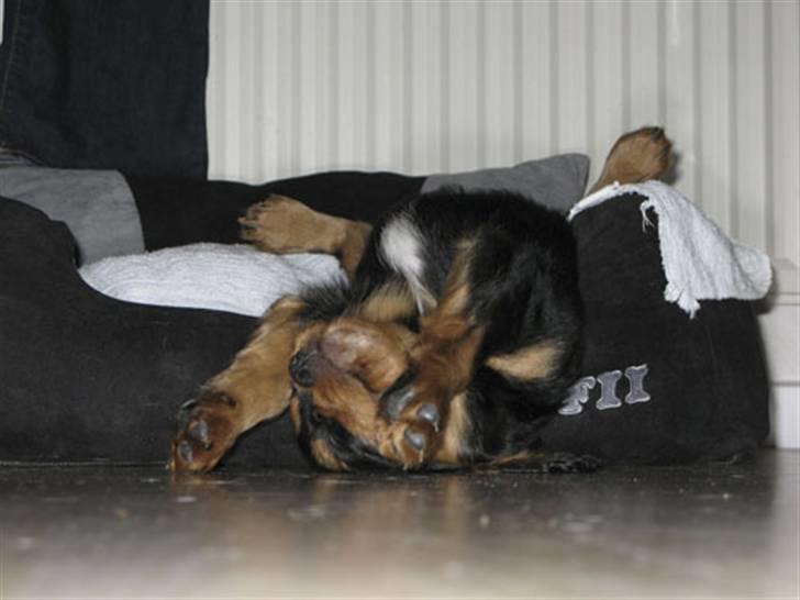 Cavalier king charles spaniel - Vildas Max - Sover .. !  billede 6